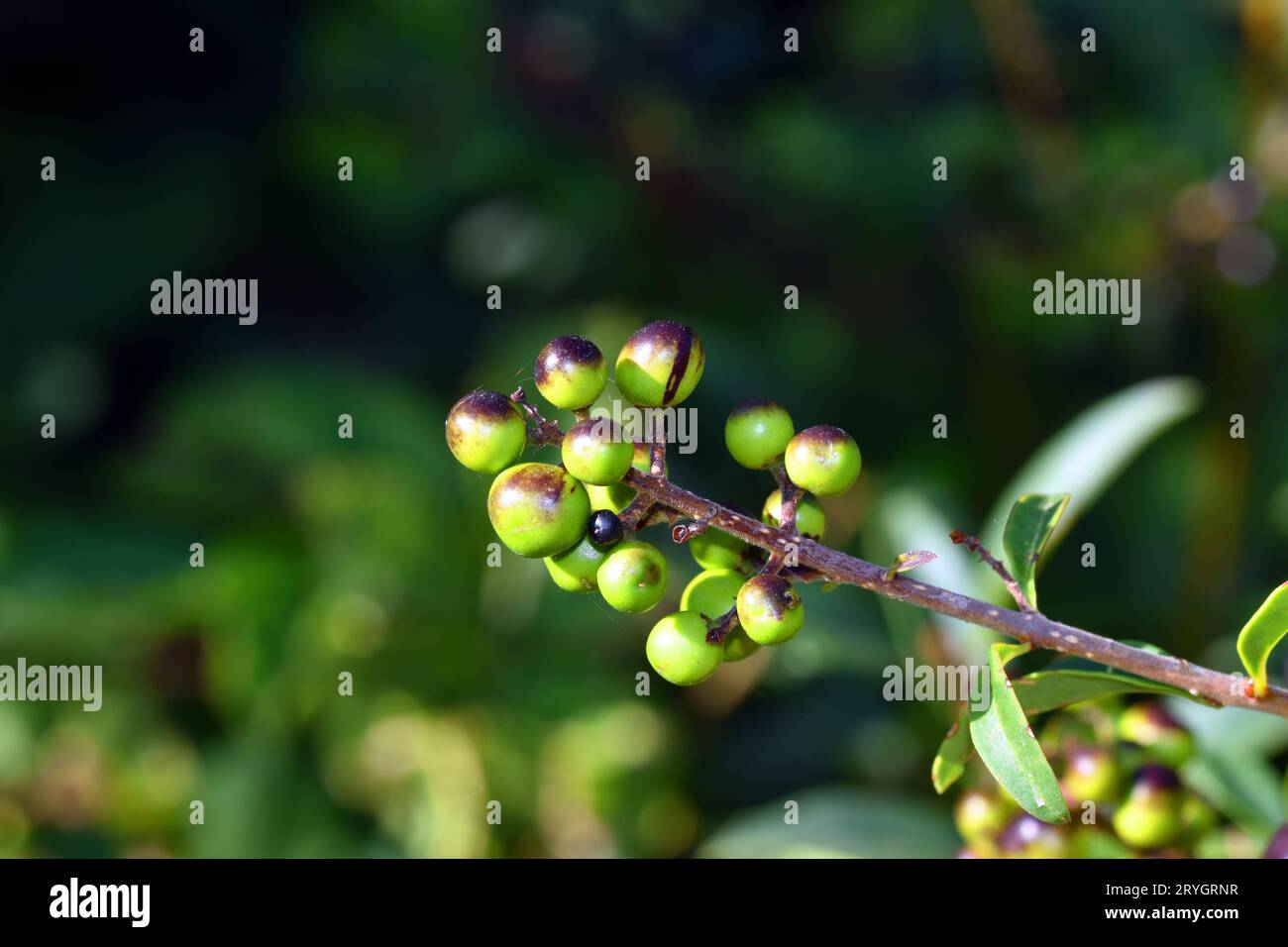 Früchte im Reifeprozess des Privets (Ligustrum vulgare) Stockfoto