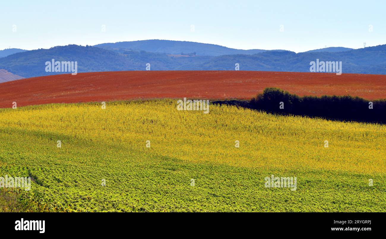 Landschaft der Sonnenblumen- und Getreidefelder. Stockfoto