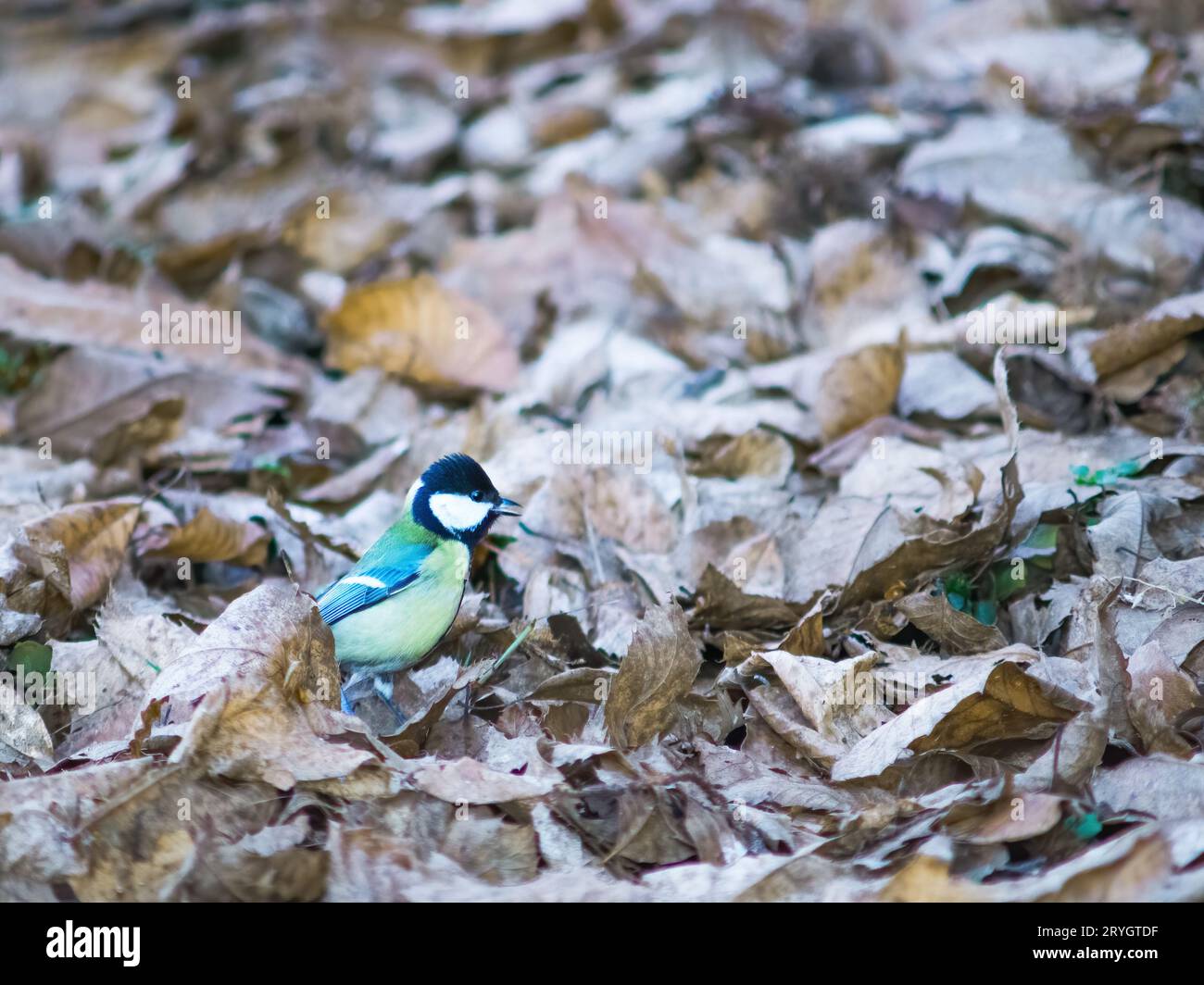 Blauer Tit auf Waldgrund mit abgefallenen Blättern im Herbst. Stockfoto