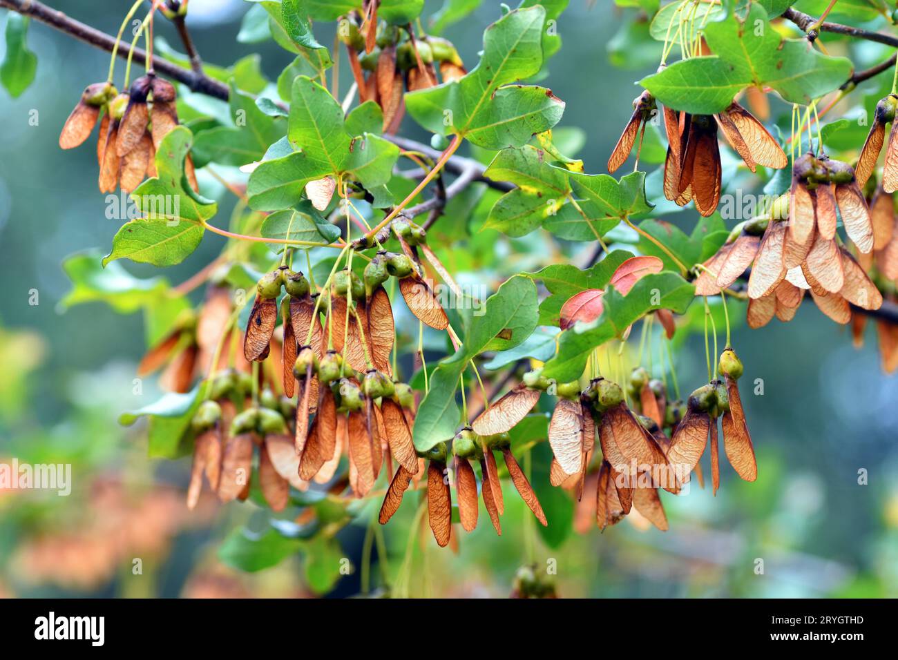 Blätter und Früchte (samaras) des Montpellier-Ahorns (Acer monspessulanum) an den Ästen. Stockfoto