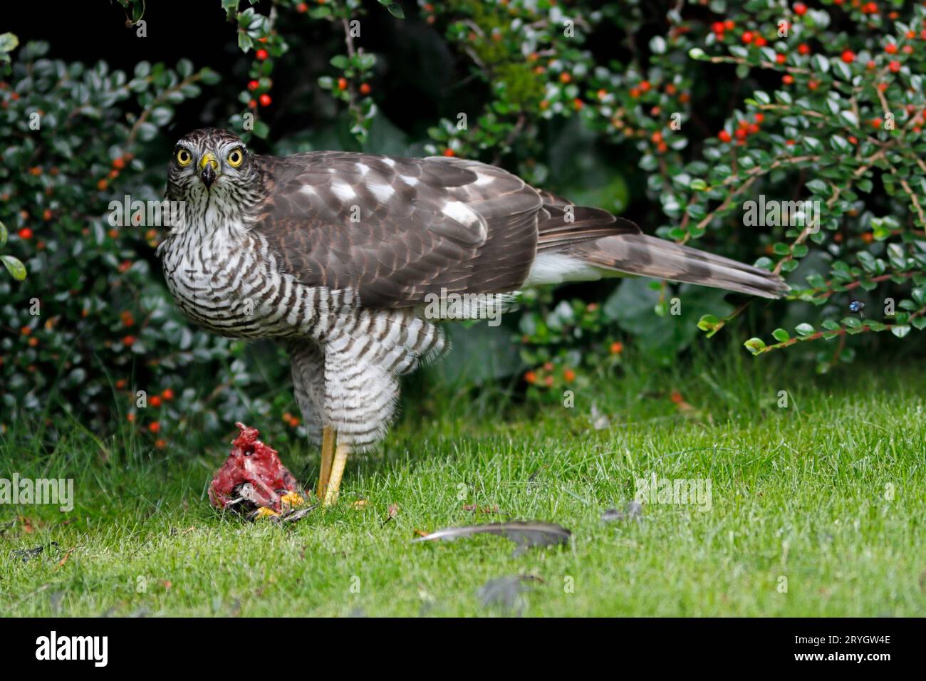 SPARROWHAWK mit Raubresten auf einem Gartenrasen, Großbritannien. Stockfoto