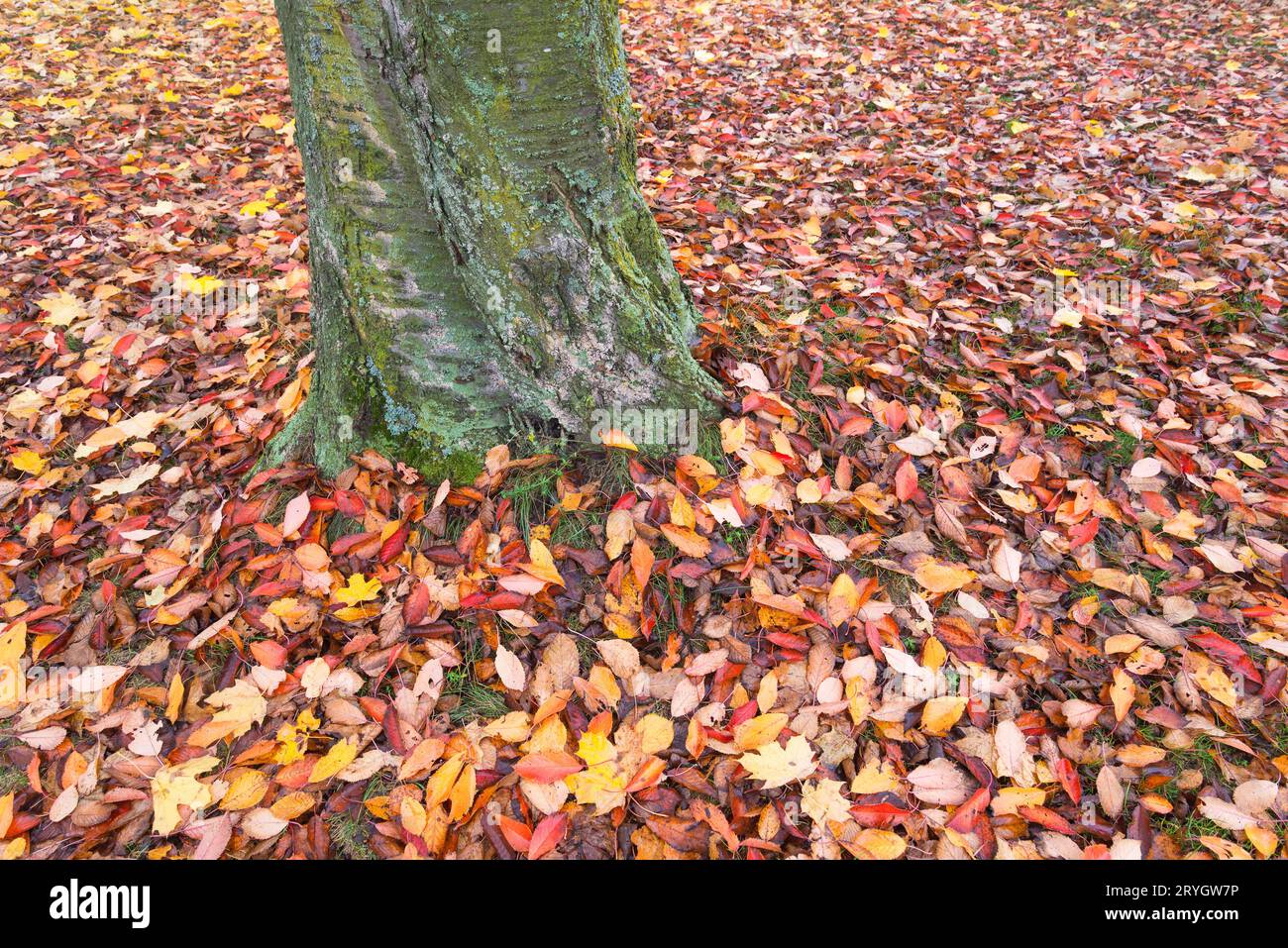 Ein Blick vom Erdgeschoss auf das Herbstlaub auf dem Boden neben einem Nachbarschaftsbaum. Stockfoto
