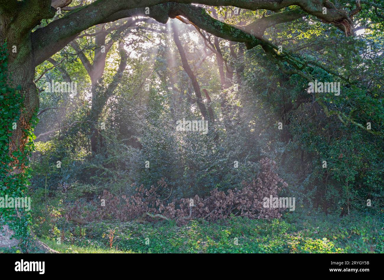 Sonnenstrahlen auf dem Southampton Common Stockfoto