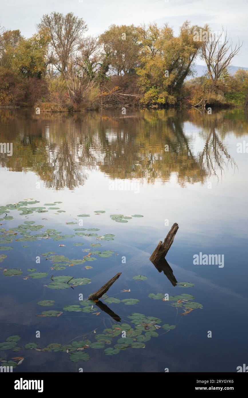 Versunkene Baumstämme auf einem See Stockfoto