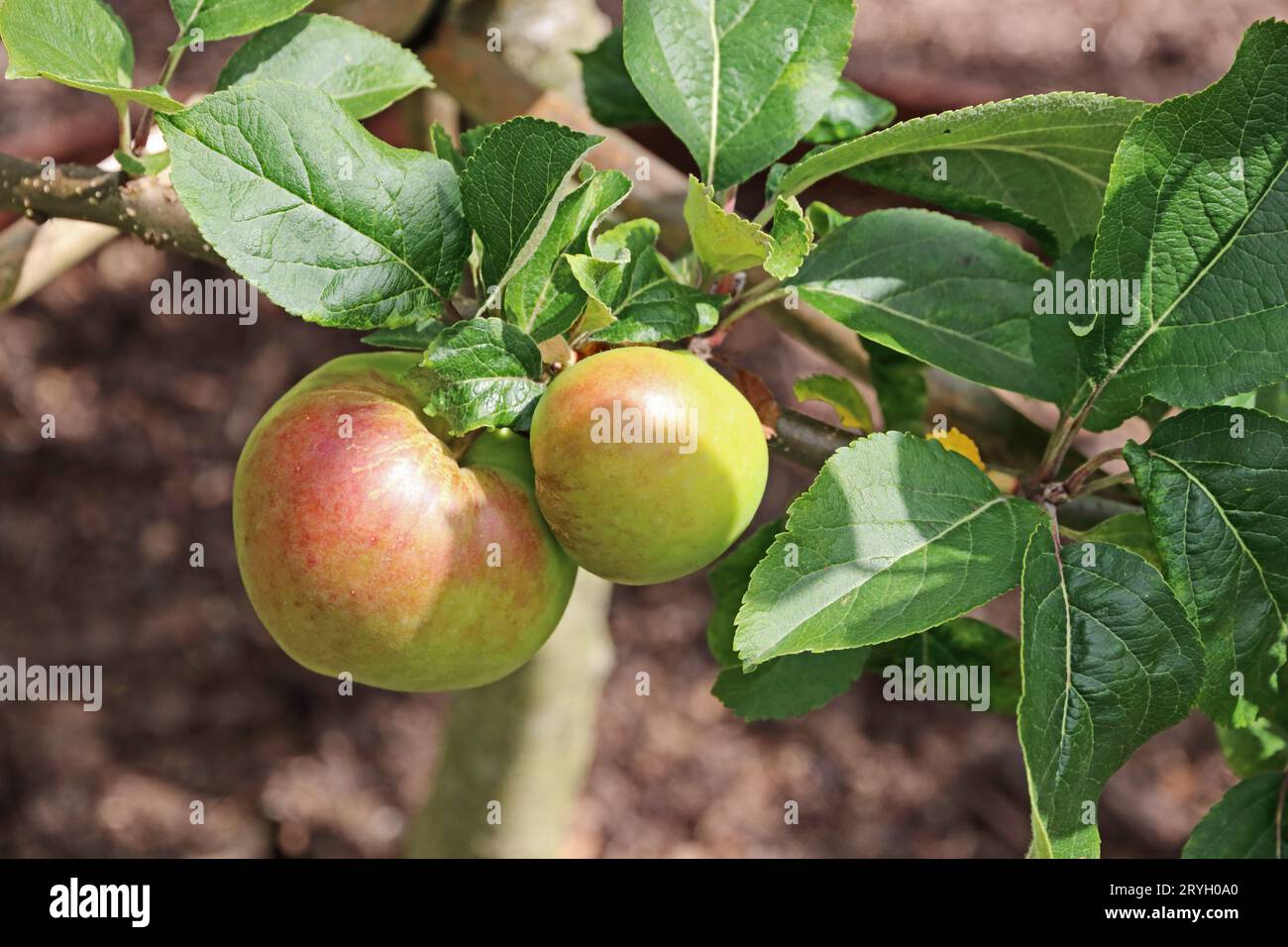 Malus domestica (Apfel) „Calville Rouge d'Hiver“ Stockfoto