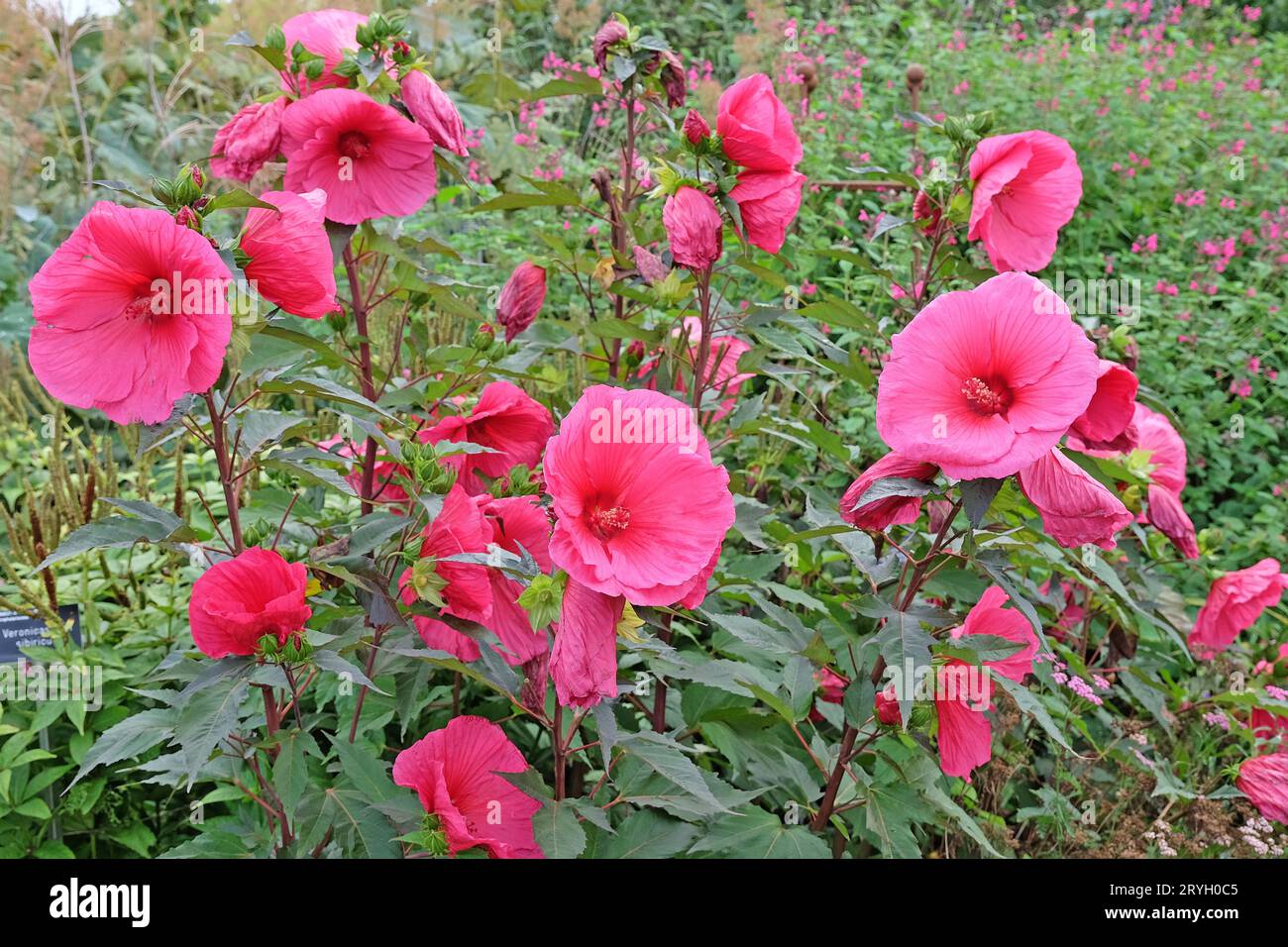 Roter Hibiskus moscheutos oder Sumpfrosen-Malve, ÔTangriÕ in Blüte Stockfoto