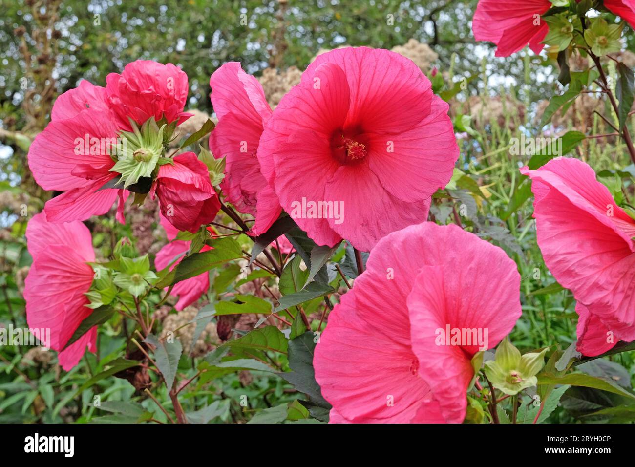 Roter Hibiskus moscheutos oder Sumpfrosen-Malve, ÔTangriÕ in Blüte Stockfoto