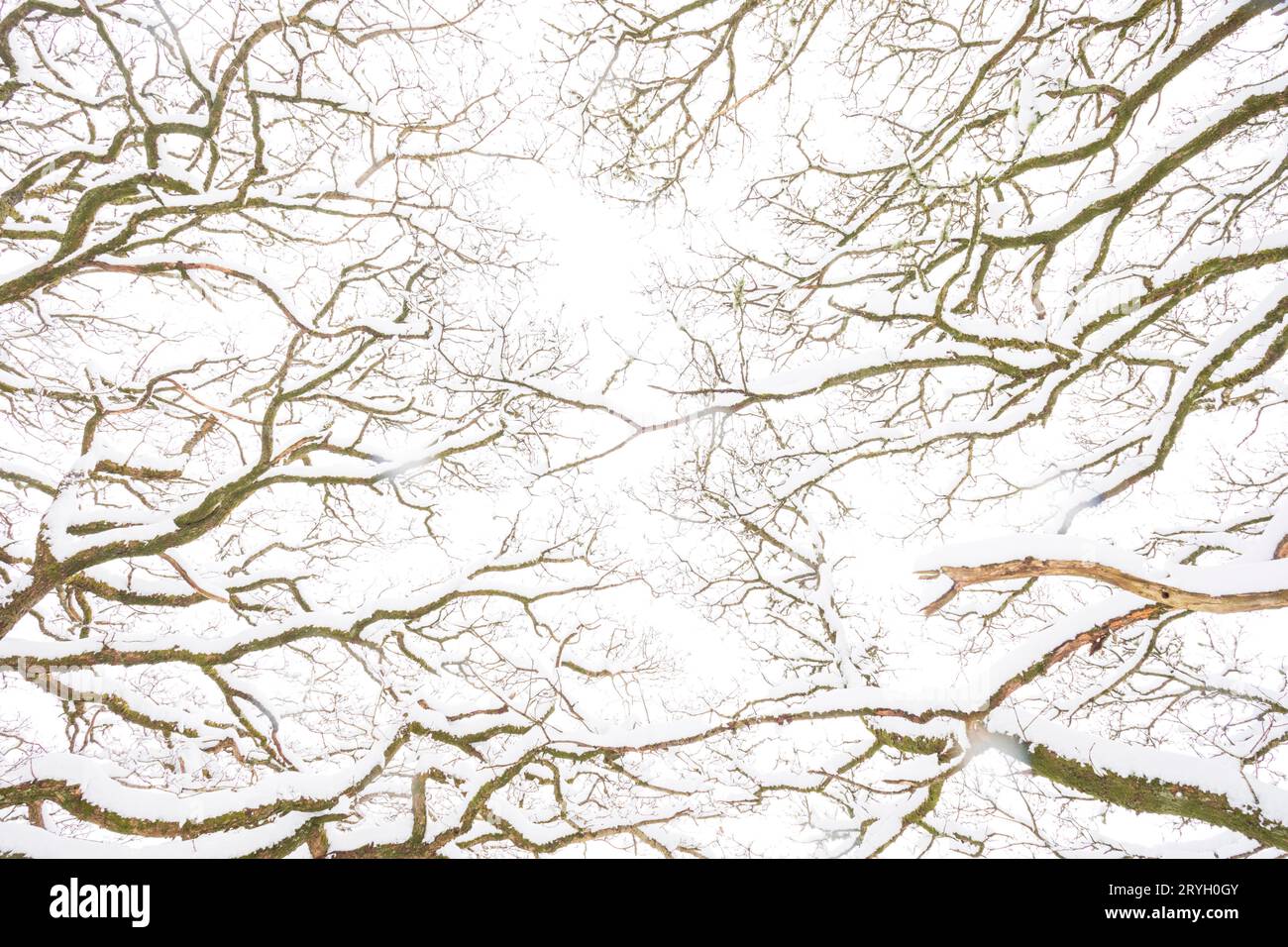 Muster von Zweigen von Sessileeichen im Wald nach Schneefall. Powys, Wales. März. Stockfoto