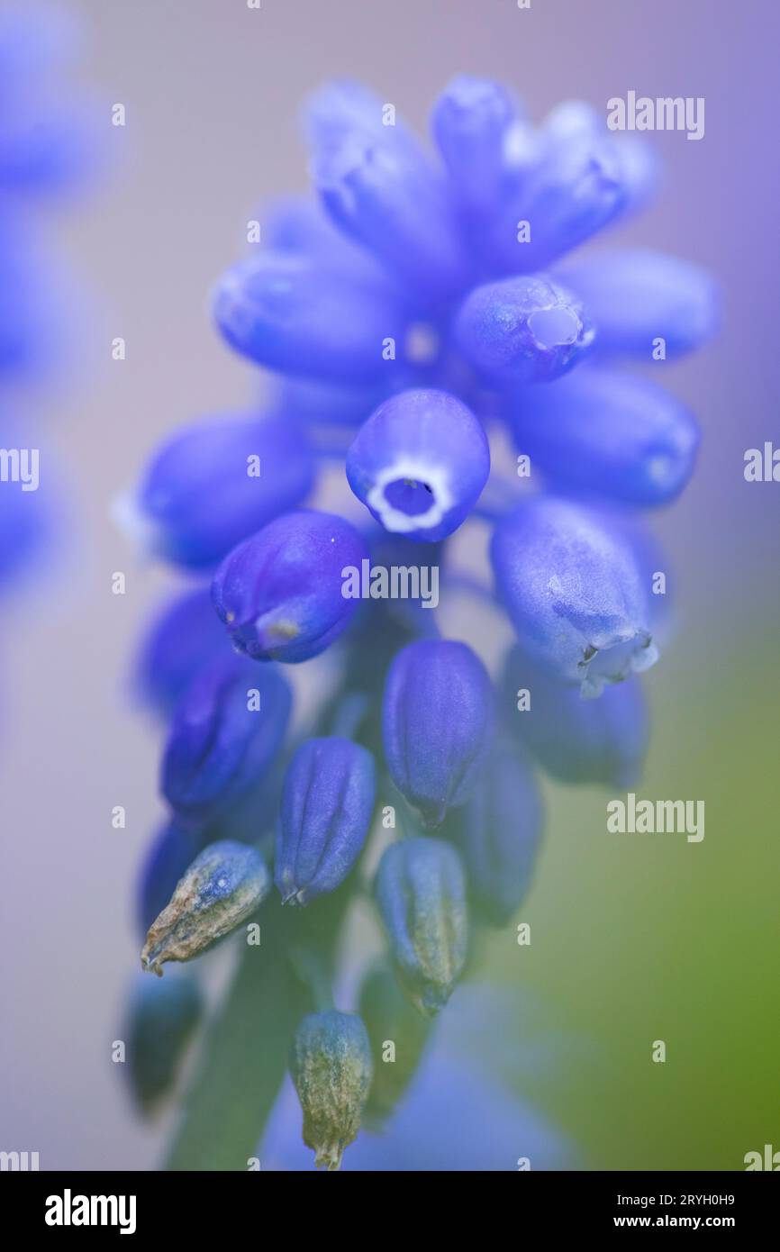 Gemeine Traubenhyazinthe (Muscari armeniacum) blüht im Garten. Powys, Wales. April. Stockfoto