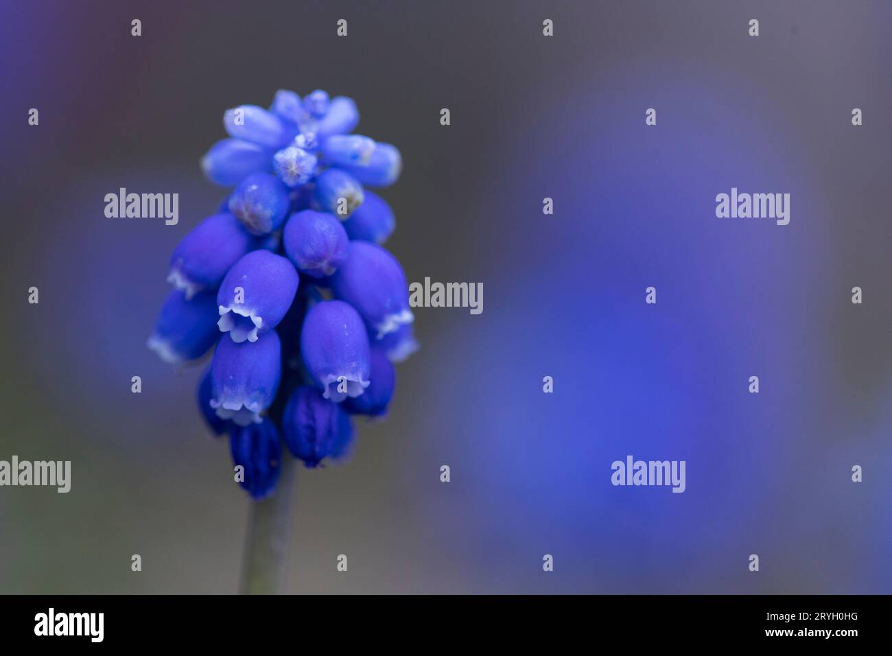 Gemeine Traubenhyazinthe (Muscari armeniacum) blüht im Garten. Powys, Wales. April. Stockfoto