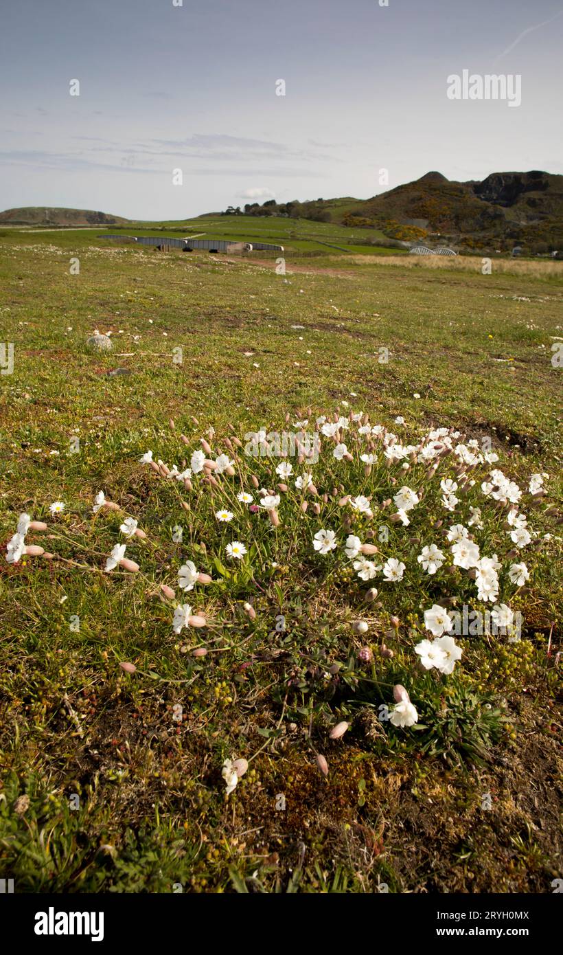 Sea Campion (Silene uniflora) blühte auf Kieselsteinen hinter einem Strand. Aber Dysynni, Gwynedd, Wales. Mai. Stockfoto