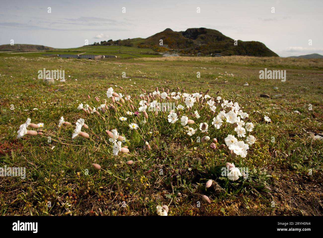 Sea Campion (Silene uniflora) blühte auf Kieselsteinen hinter einem Strand. Aber Dysynni, Gwynedd, Wales. Mai. Stockfoto