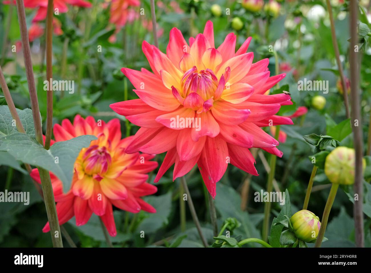 Rote, orange und gelbe Kaktusdahlie „Rainbow Silence“ in Blüte. Stockfoto