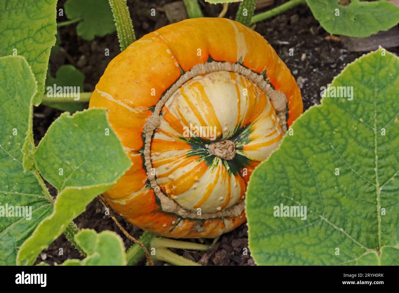 Winter Squash „Turk's Turban“ Stockfoto