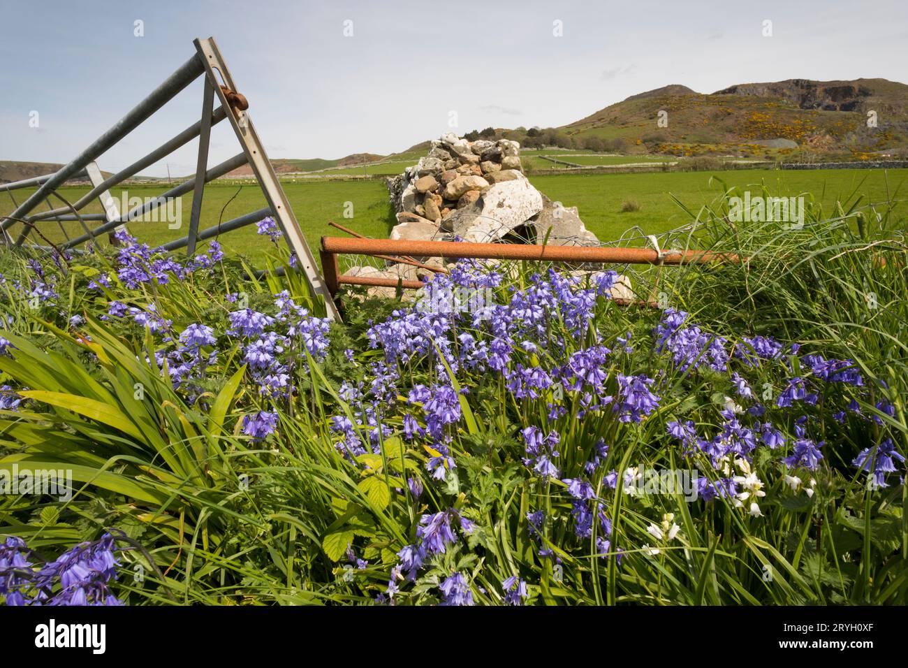 Hybridblumen (Hyacinthoides x massartiana) blühen am Straßenrand. Tonfanau, Gwynedd, Wales. Mai. Stockfoto