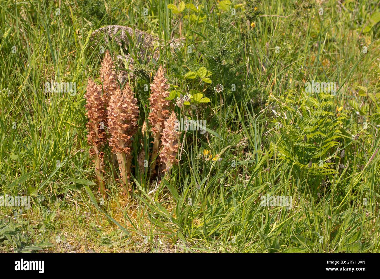 Greater Broomrape (Orobanche rapum-genistae) Gruppe von blühenden Stämmen, die mit Gorse, der Wirtspflanze, wachsen. Carmarthenshire, Wales. Mai. Stockfoto