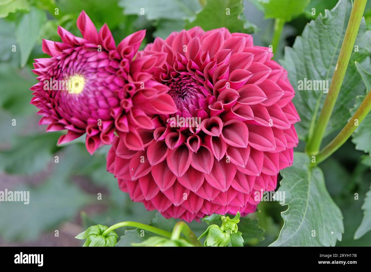 Rot-violette Kugel-Dahlia „Blyton Red Ace“ in Blume. Stockfoto