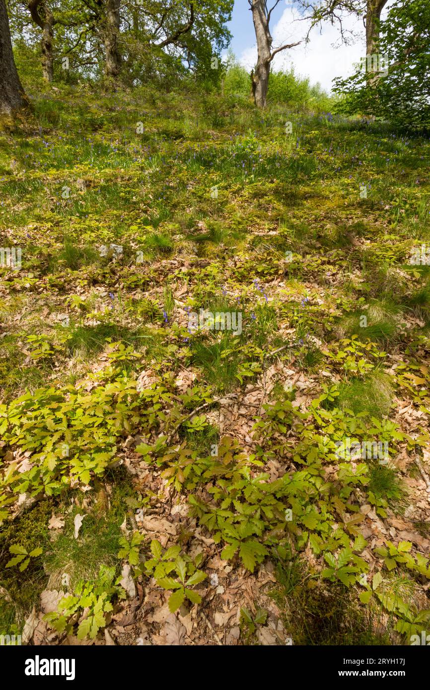 Setzling Sessile Eichen (Quercus petraea) wachsen in offenem Wald. Powys, Wales. Mai. Stockfoto