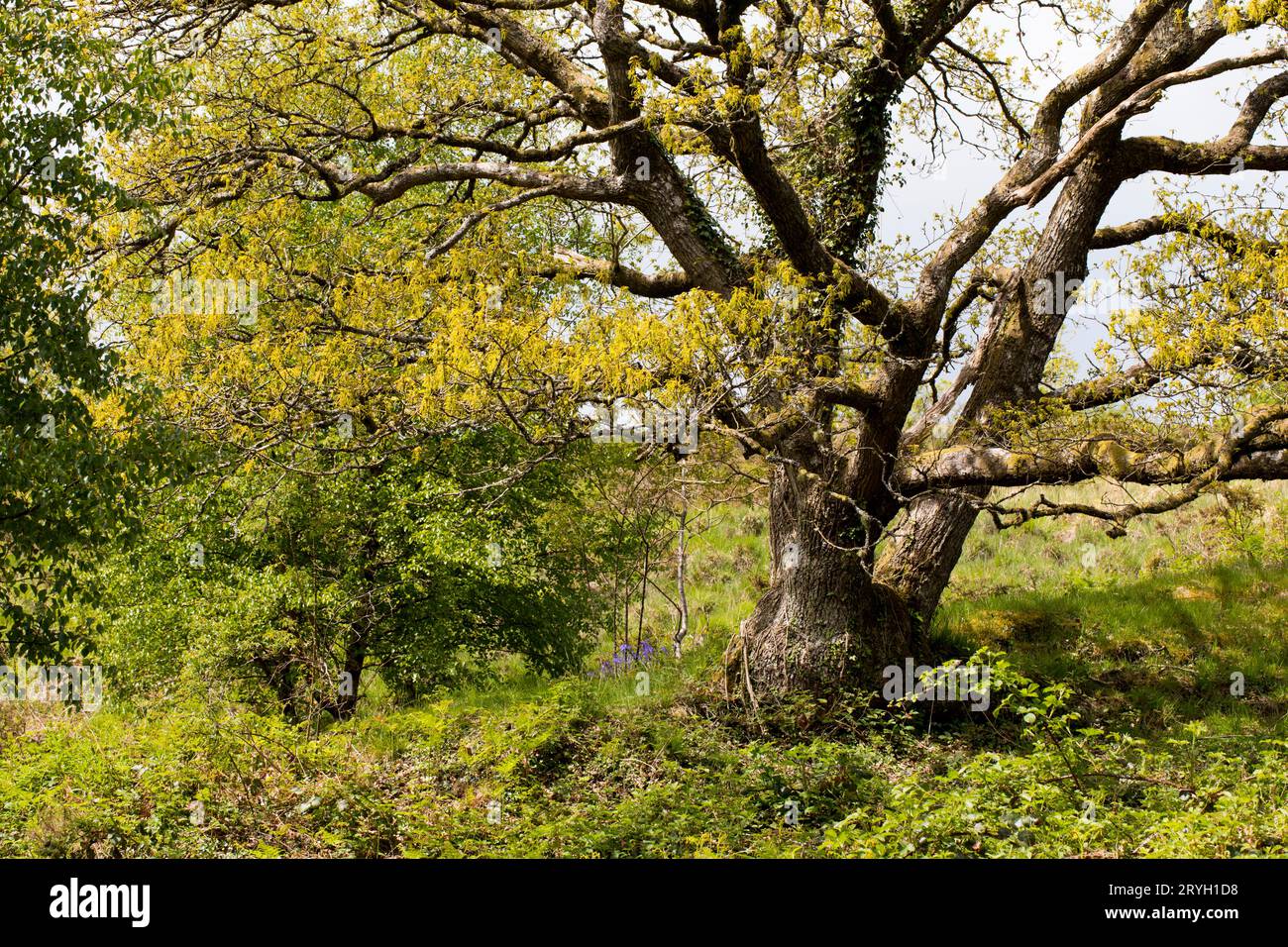 Sessile Eiche (Quercus petraea), alter mehrstämmiger Baum, der im Frühjahr auf einem Hügel wächst. Powys, Wales. Mai. Stockfoto