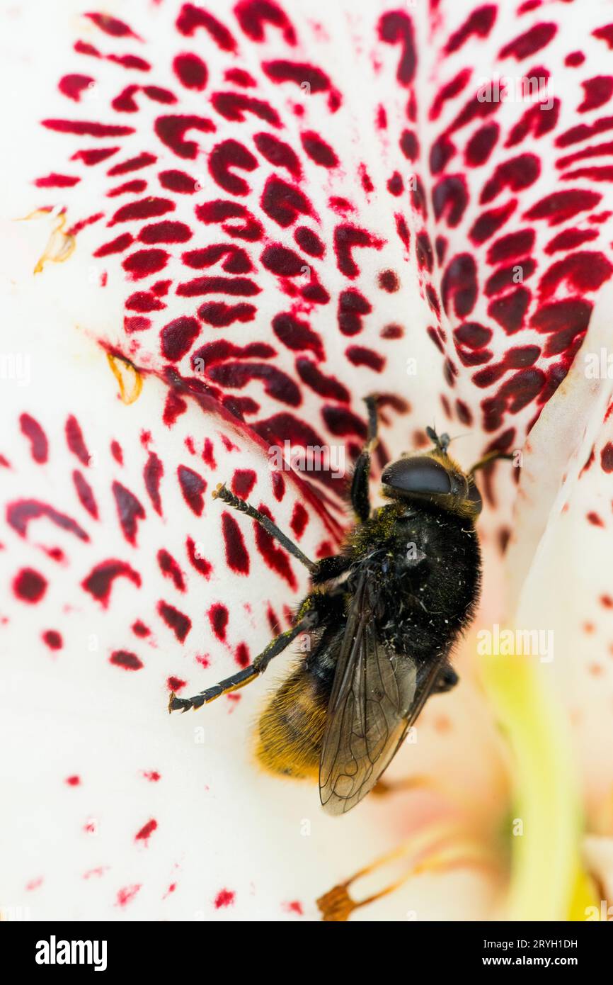 Narcissus Bulb Fly (Merodon equestris) in einer Blume des Rhododendrons „Prinses Maxima“ in einem Garten. Powys, Wales. Mai. Stockfoto