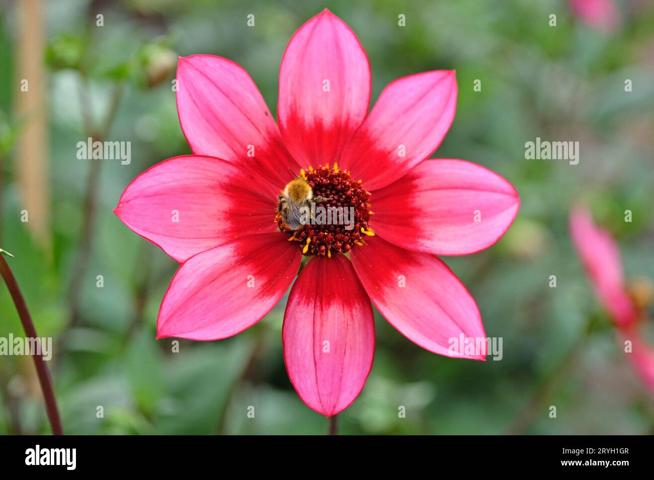 Eine Hummel auf der rot-rosa Dahlie „Lou Farman“ in Blume. Stockfoto