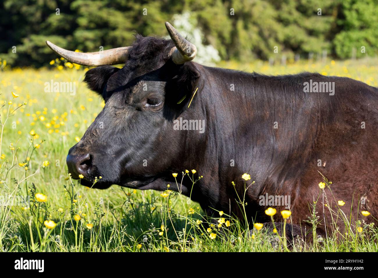 Waliser Schwarze Kuh mit Hörnern. Auf einem Bio-Bauernhof, Powys, Wales. Mai. Stockfoto