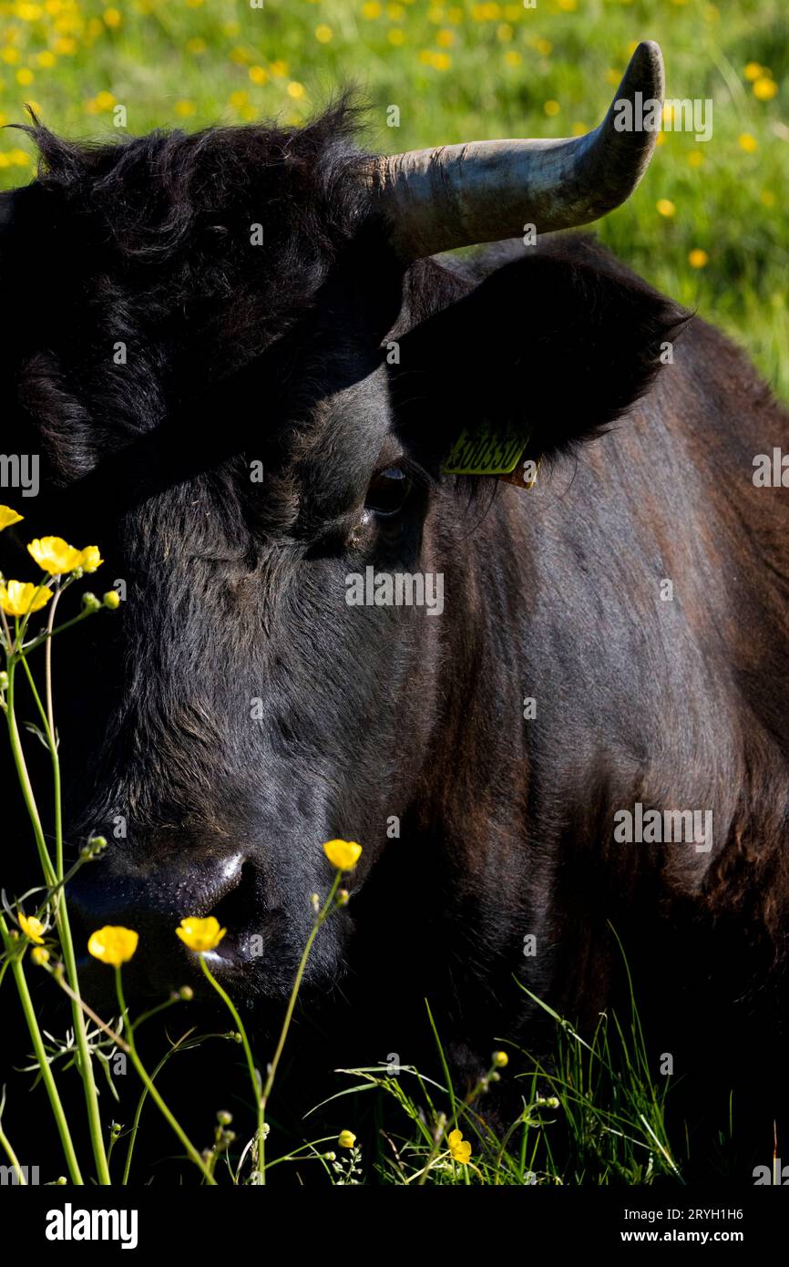 Waliser Schwarze Kuh mit Hörnern. Auf einem Bio-Bauernhof, Powys, Wales. Mai. Stockfoto