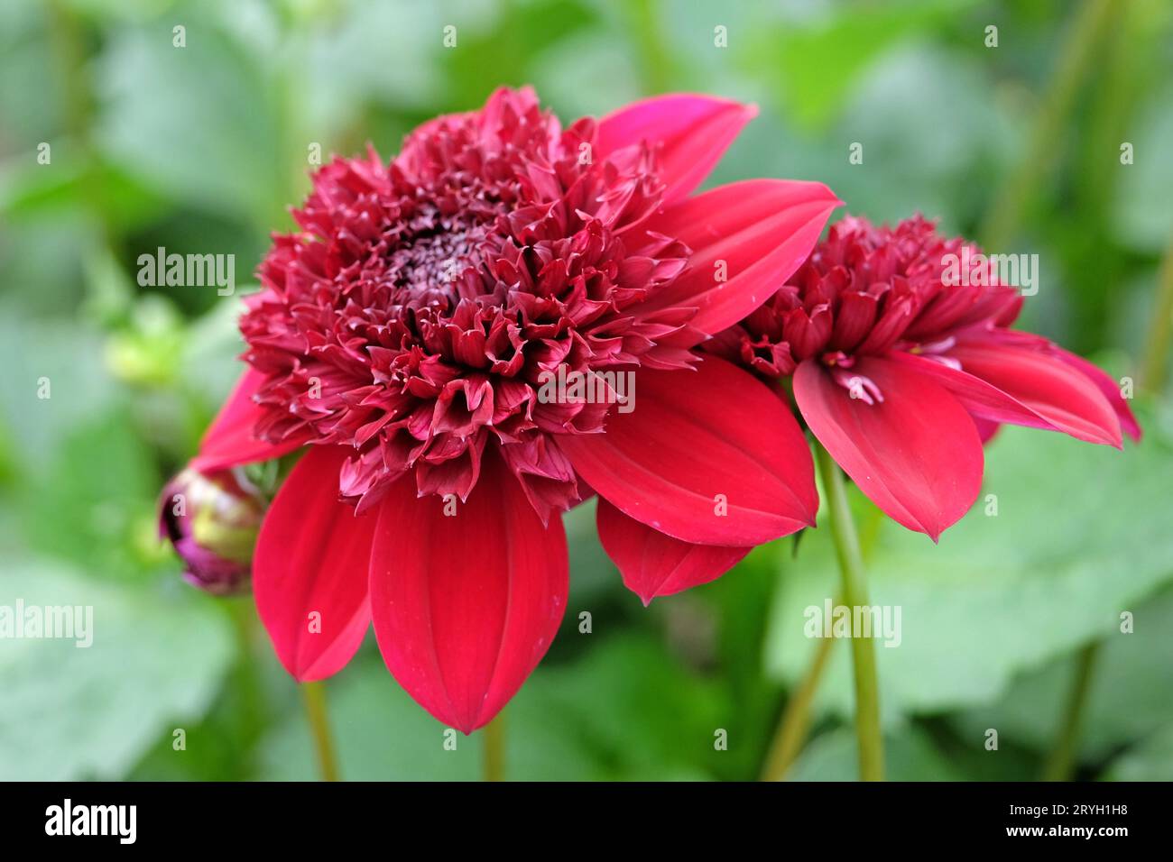 Leuchtend rote Anemone Dahlia Rosie Raven in Blume. Stockfoto