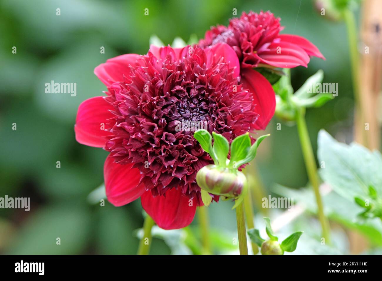 Leuchtend rote Anemone Dahlia Rosie Raven in Blume. Stockfoto