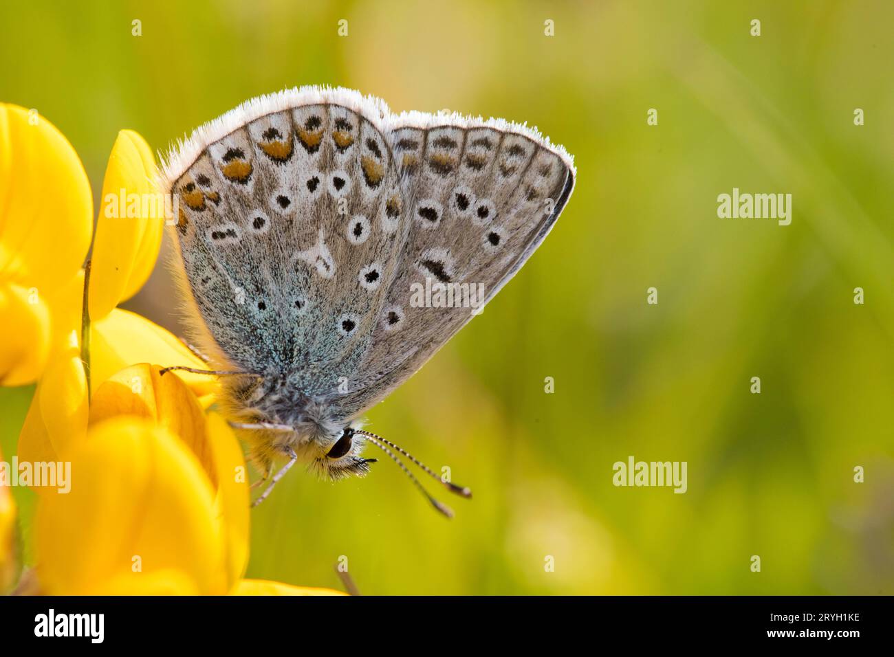 Das Weibchen des Blauen Schmetterlings (Polyommatus icarus), das auf den Blattblumen des Vogelfußes thront. Powys, Wales. Mai. Stockfoto