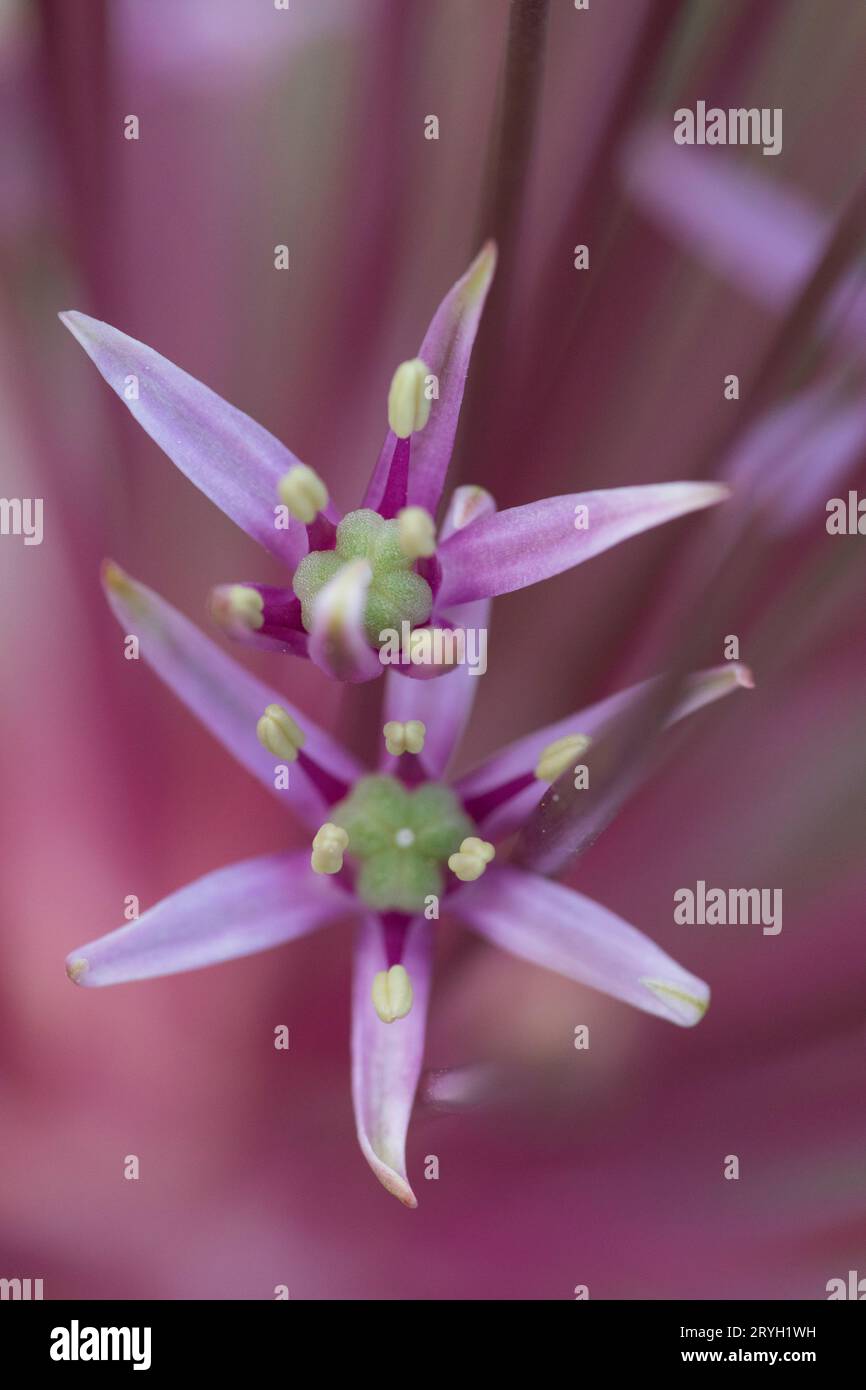 Nahaufnahme der blühenden Perserzwiebel oder der Knollenzwiebel (Allium schubertii) in einem Garten. Powys, Wales. Mai. Stockfoto