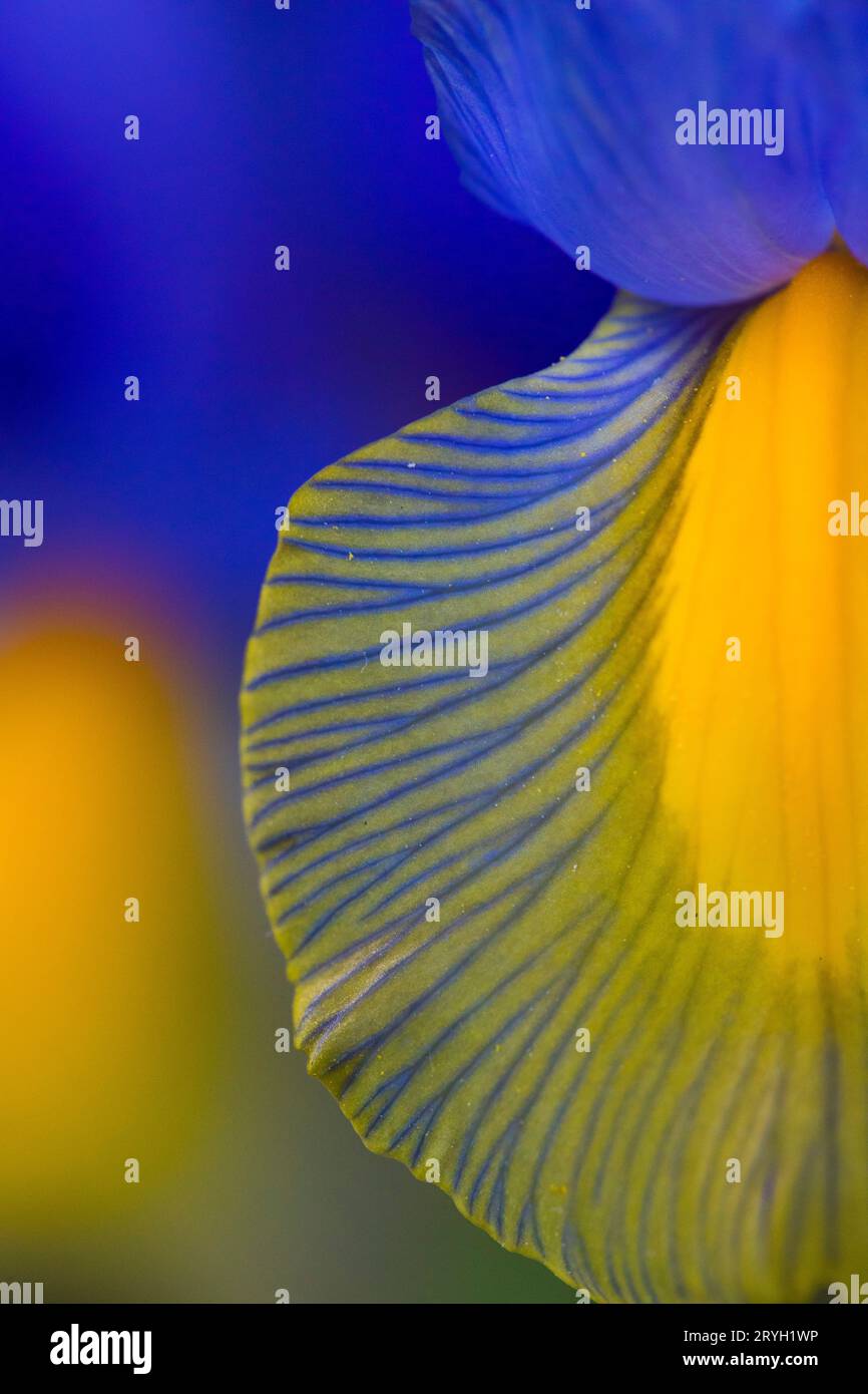 Nahaufnahme blühender Iris reticulata-Blüten im Garten. Powys, Wales. Mai. Stockfoto