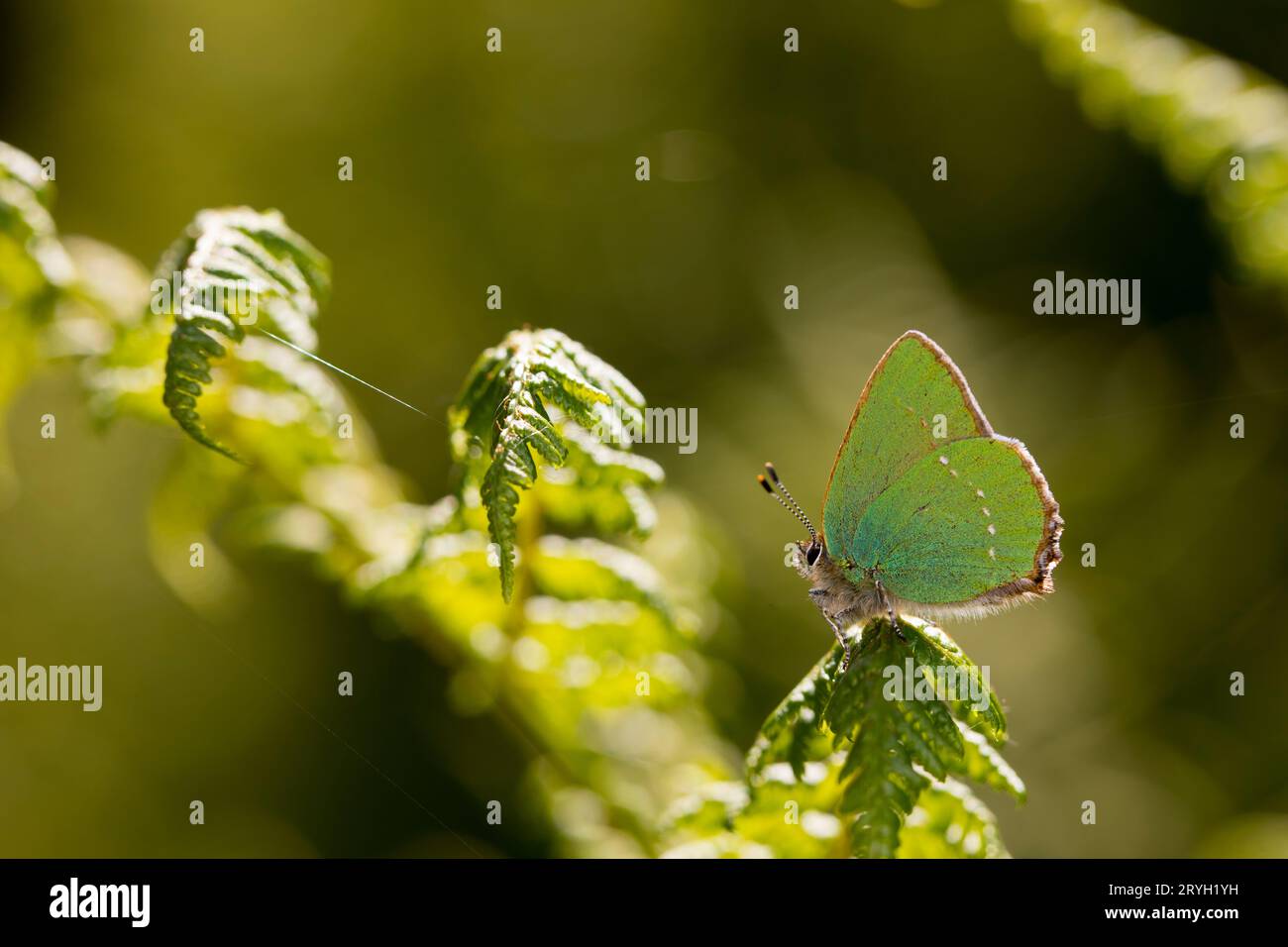 Grüner Schmetterlingsfalter (Callophrys rubi), der auf einer Bracken-Pteridium-Frond thront. Powys, Wales. Juni. Stockfoto