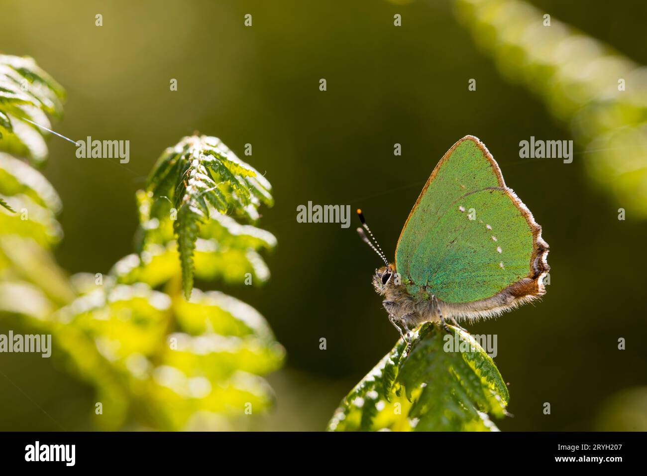 Grüner Schmetterlingsfalter (Callophrys rubi), der auf einer Bracken-Pteridium-Frond thront. Powys, Wales. Juni. Stockfoto