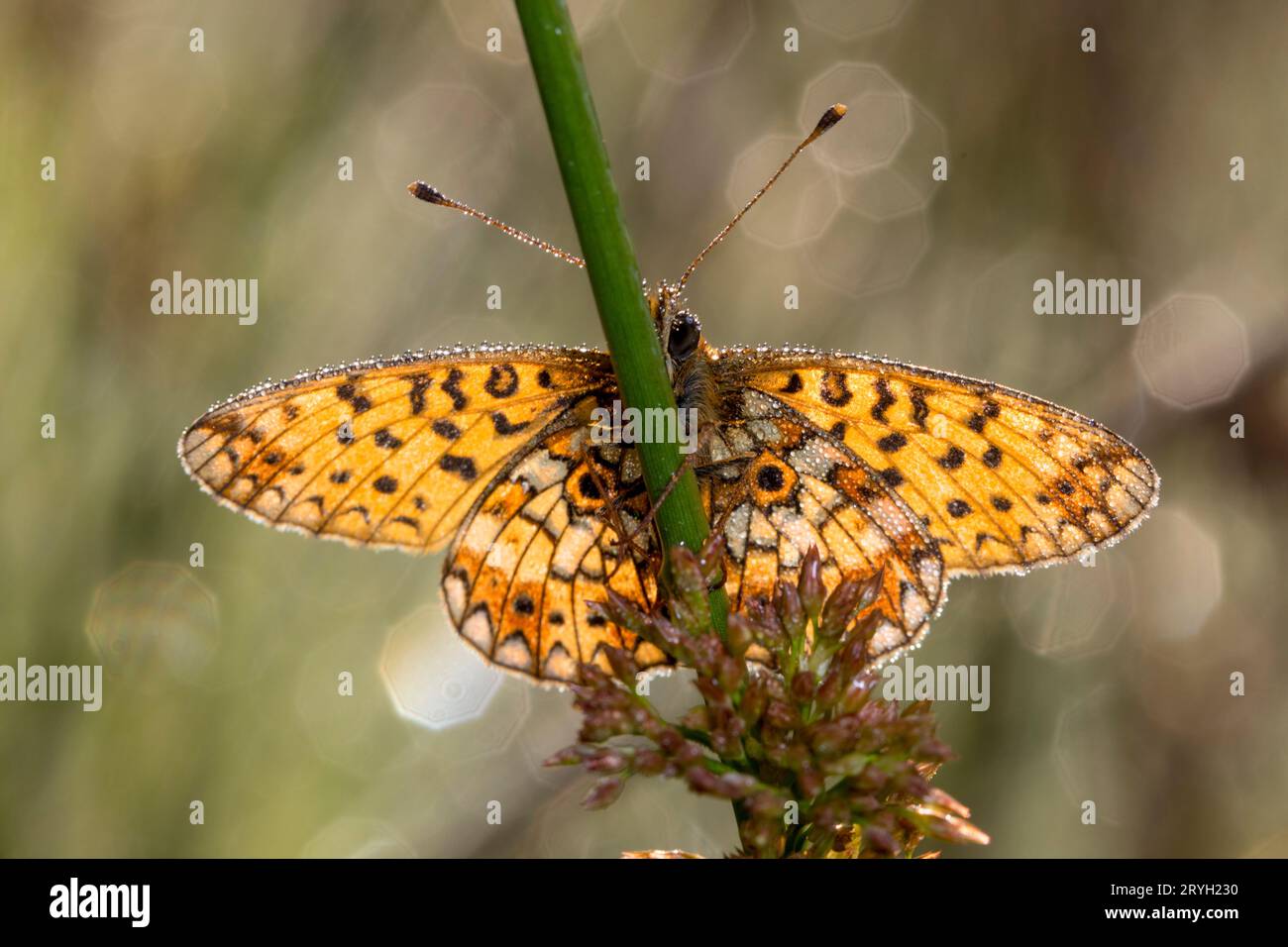Kleiner perlenumrandeter Fritillary Butterfly (Boloria selene) auf einem Rush-Stamm in frühmorgendlichem Sonnenlicht und mit Tau bedeckt. Powys, Walles. Juni. Stockfoto