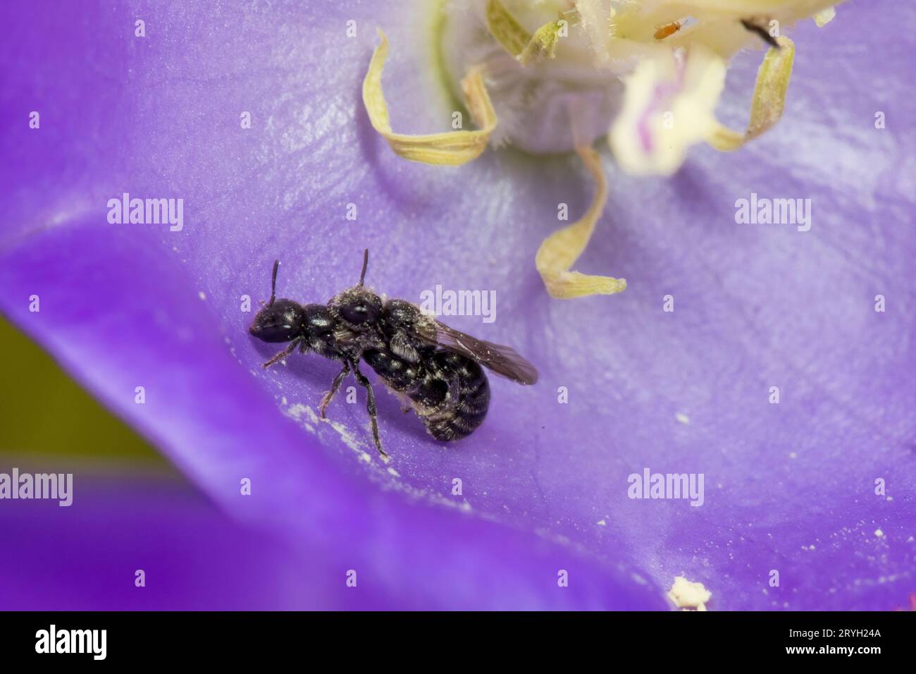 Harebell-Zimmermannsbienen (Chelostoma campanularum) paaren sich in einer Campanula-Blüte im Garten. Powys, Wales. Juni. Stockfoto