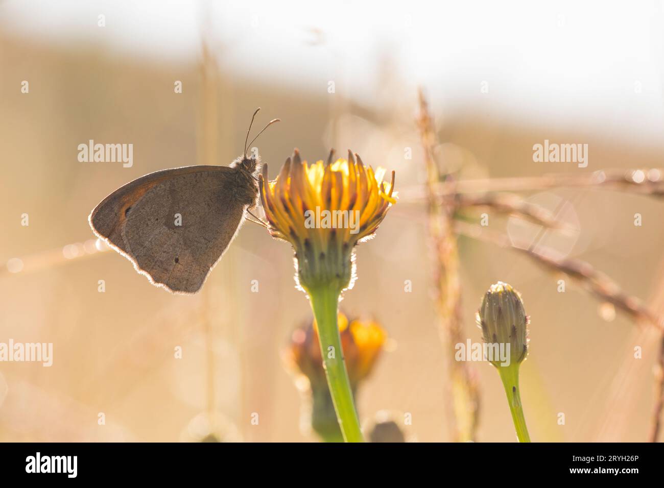 Wiesenbrauner Schmetterling (Maniola jurtina), der auf einer Hawkbit-Blume auf einer Wiese thront. Powys, Wales. Juni. Stockfoto