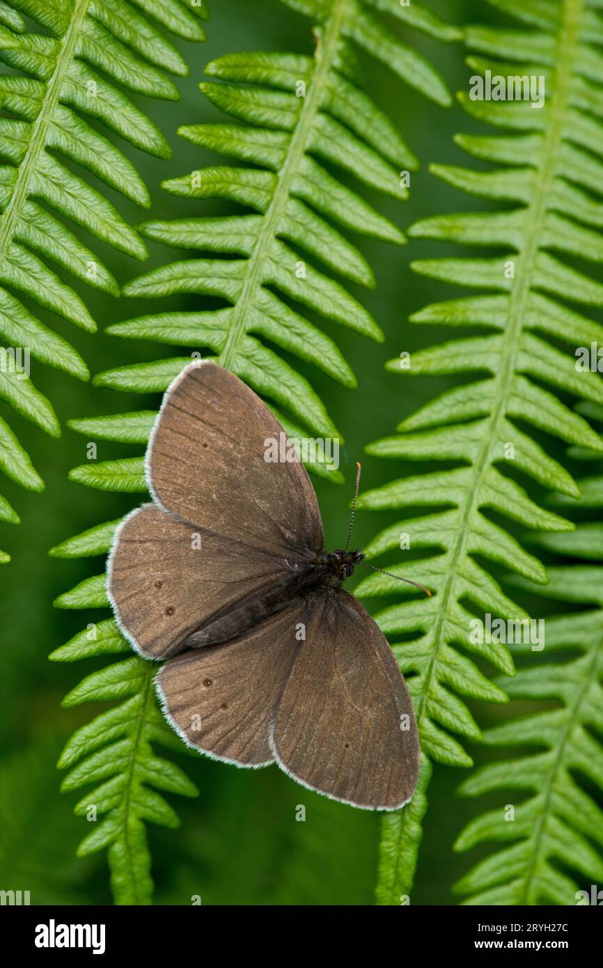 Ringelblattfalter (Aphantopus hyperantus), der sich auf einer Brackenkeule sonnt. Powys, Wales. Juni. Stockfoto