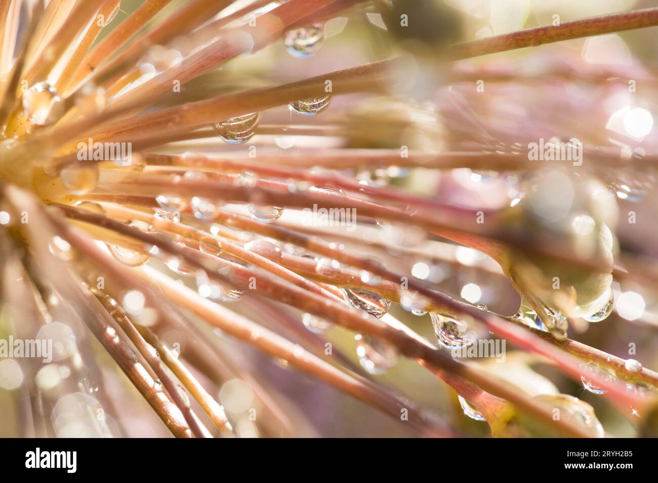 Regentropfen auf einem Samenkopf von Tumbleweed Onion (Allium schubertii) in einem Garten. Powys, Wales. Juli. Stockfoto
