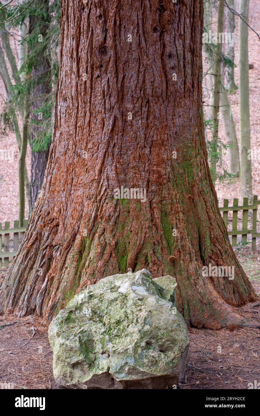 Stamm des riesigen Mammutbaums. Sequoiadendron giganteum oder Sierran Redwood im Wald. Stockfoto