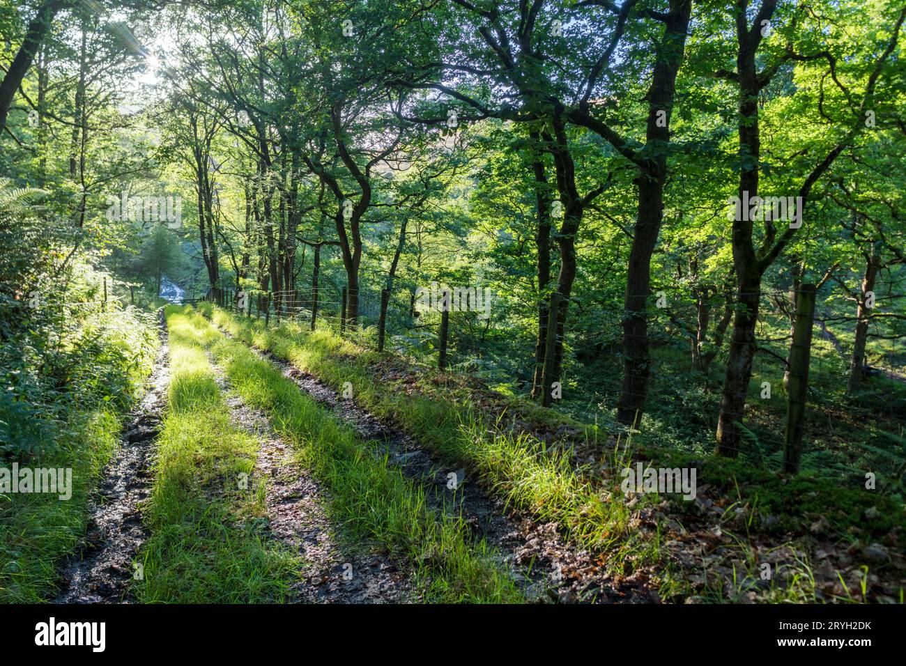 Spuren Sie durch den Wald der Sessileiche (Quercus petraea) bei Abendsonne. Powys, Wales. Juli. Stockfoto