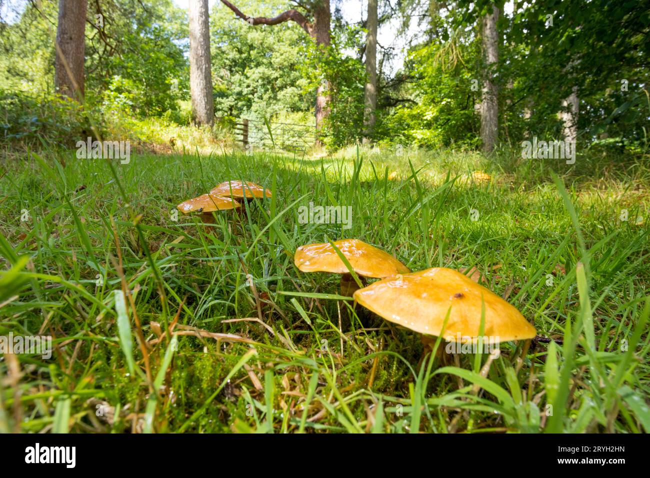 Lärchenboleten (Suillus grevillei) fungi fruchtigende Körper, die in Larch (Larix) Wald wachsen. Powys, Wales. Juli. Stockfoto