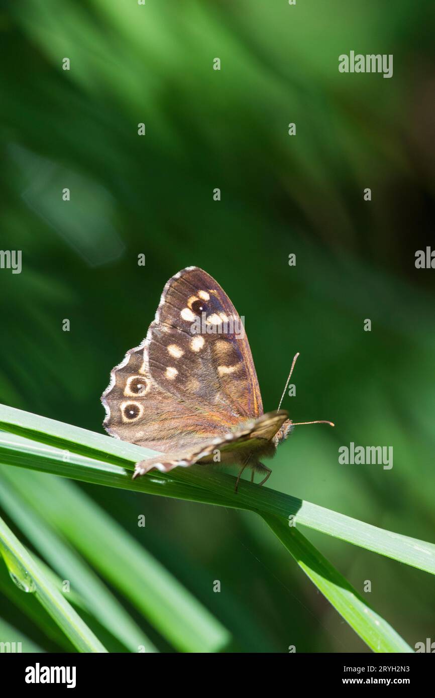 Gesprenkelter Holzfalter (Pararge aegeria), der sich auf einer Grasklinge im Wald sonnt. Ceredigion, Wales. Juli. Stockfoto