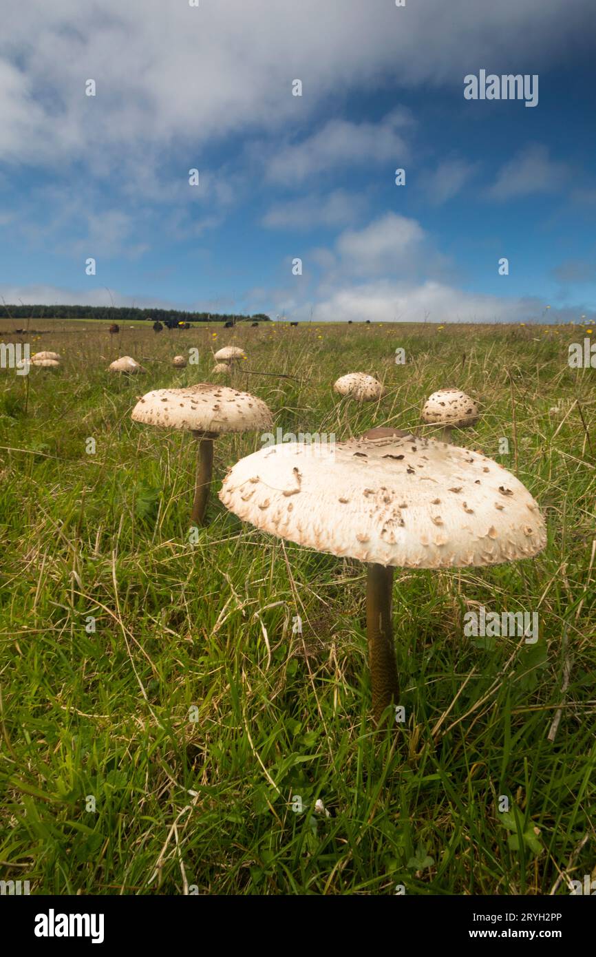 Parasol-Pilz (Macrolepiota procera) Fruchtkörper im Grünland auf einem Bio-Bauernhof. Powys, Wales. Juli. Stockfoto