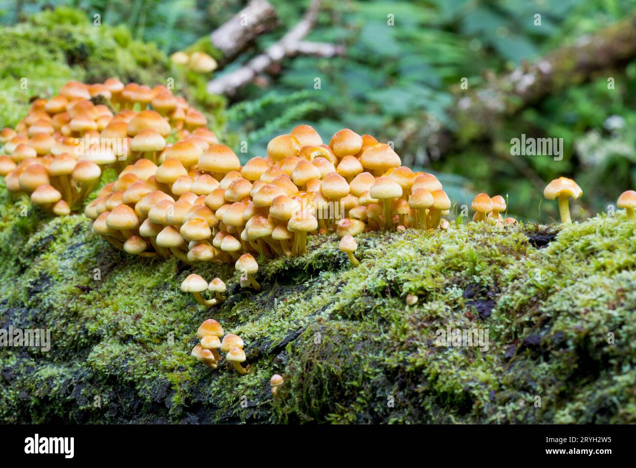 Schwefeltuftpilzmasse (Hypholoma fasciculare) von Fruchtkörpern, die am Stamm einer umgestürzten Eiche wachsen. Powys, Wales. August. Stockfoto