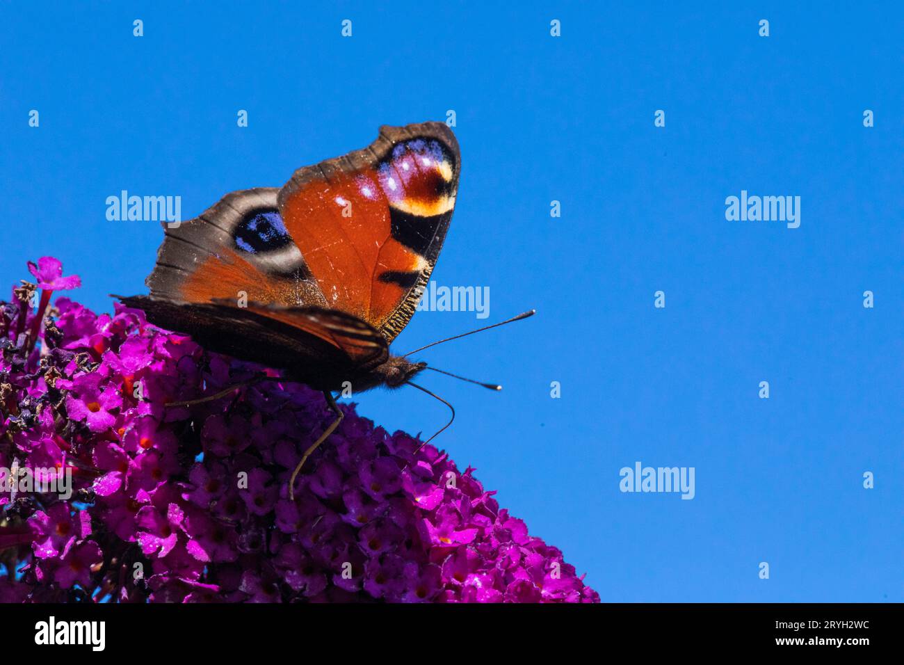 Pfauenfalter (Aglais io), der sich von den Blüten der Buddleia „Royal Red“ in einem Garten ernährt. Powys, Wales. August. Stockfoto