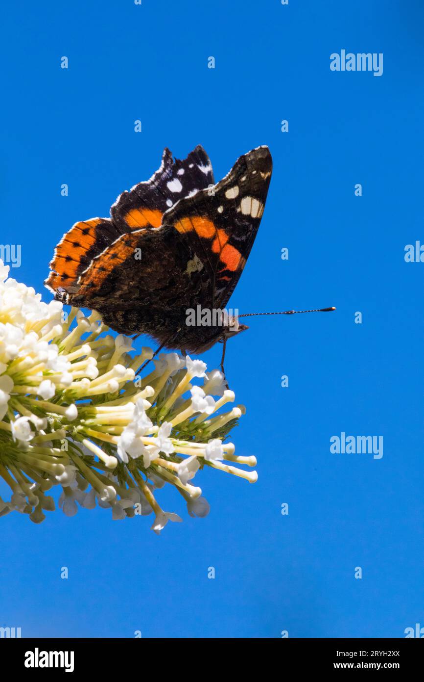 Der rote Admiral-Schmetterling (Vanessa atalanta) ernährt sich von Buddleia „Weißer Überfluss“ in einem Garten. Powys, Waales. August. Stockfoto