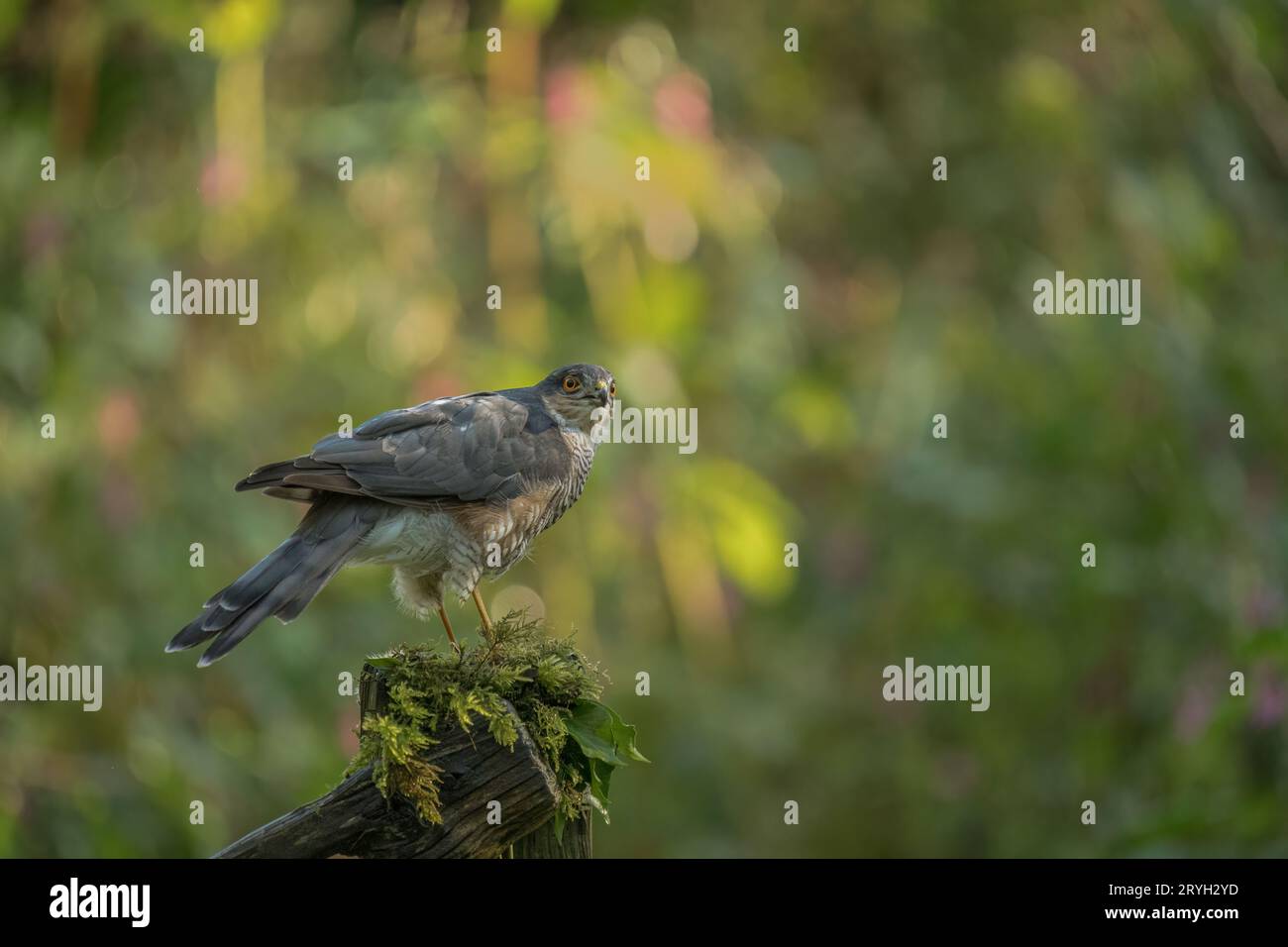 Sparrowhawk, Accipiter nisus, Fütterung in einer Waldlichtung, Cumbria im Herbst Stockfoto