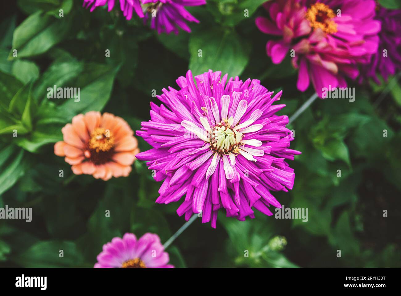 Zinnia pinkfarbene Blüten im Garten, blühende Zinnien-Nahaufnahme Stockfoto