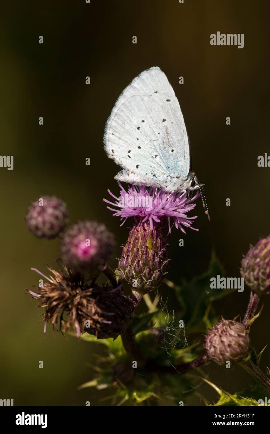 Holly Blue Butterfly (Celastrina argiolus), der sich von einer Distelblüte ernährt. Powys, Wales. August. Stockfoto